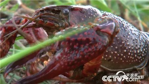 致富经刘新义视频_刘吉利豪义慧通_2021年新的致富经节目视频
