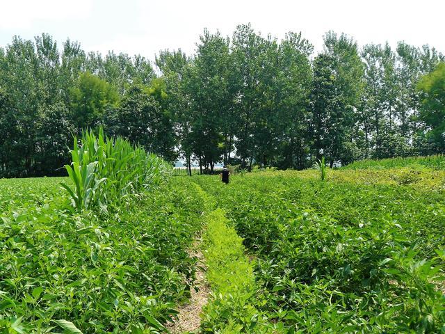 农民种植一种“最赚钱的蔬菜”，辣味十足，2亩收入20000元