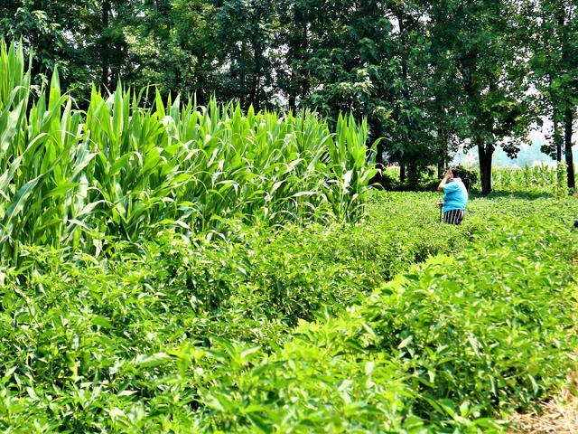 农民种植一种“最赚钱的蔬菜”，辣味十足，2亩收入20000元