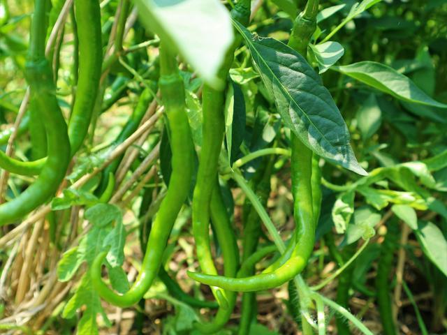 农民种植一种“最赚钱的蔬菜”，辣味十足，2亩收入20000元