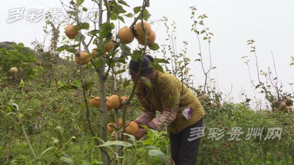致富经果树种植视频_种植经果林走上致富路_致富经果树