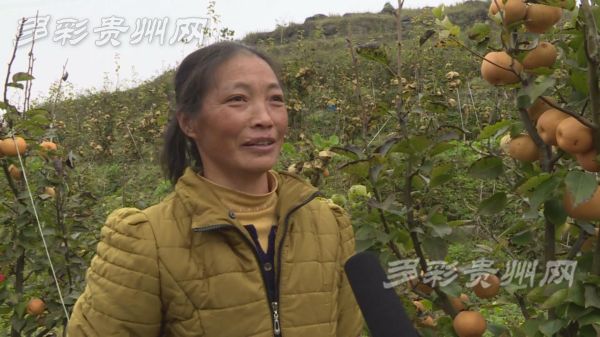 致富经果树_种植经果林走上致富路_致富经果树种植视频