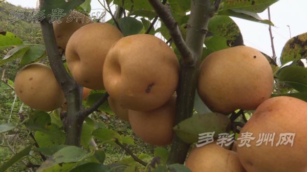 致富经果树种植视频_种植经果林走上致富路_致富经果树