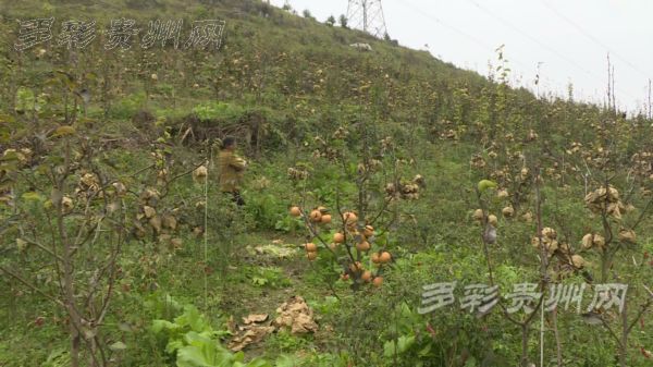 种植经果林走上致富路_致富经果树_致富经果树种植视频