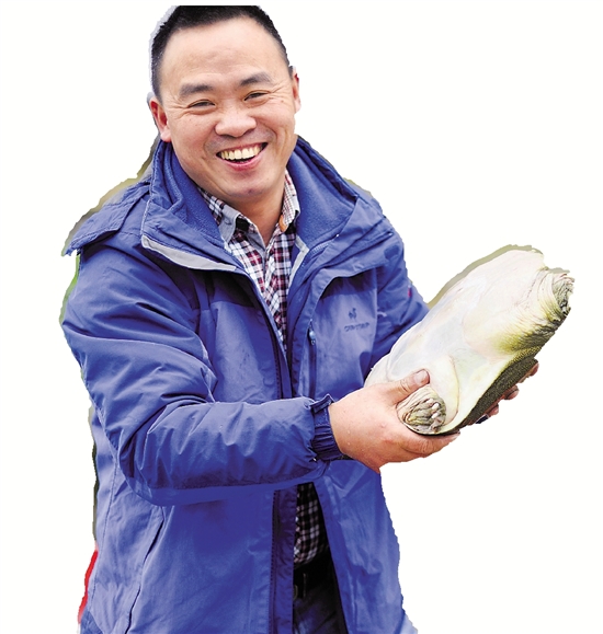 纯野生灵芝的价钱_致富经野生灵芝_野生灵芝价位