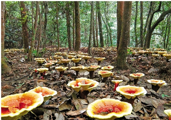 纯野生灵芝的价钱_致富经野生灵芝_野生灵芝价位
