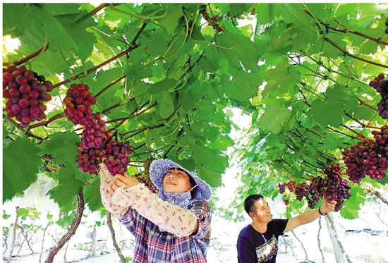 致富经野生灵芝_纯野生灵芝的价钱_野生灵芝价位