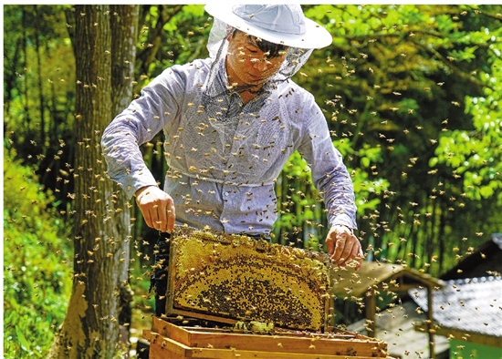 致富经野生灵芝_纯野生灵芝的价钱_野生灵芝价位