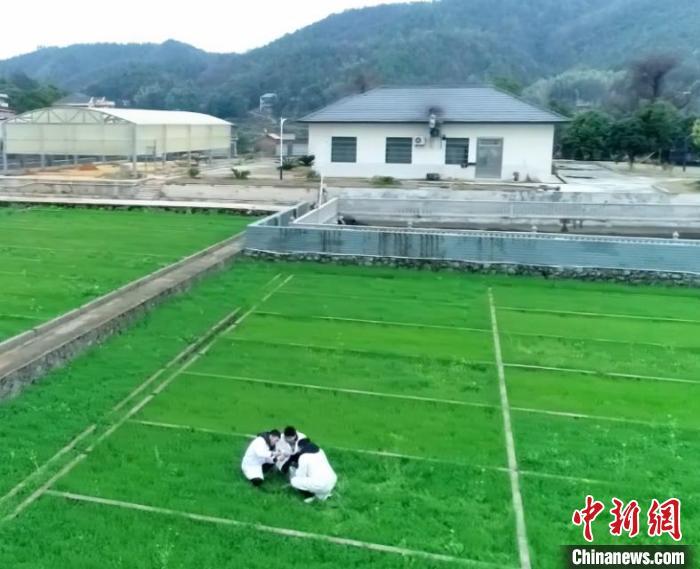 种植技术双季稻的优点_种植技术双季稻是什么_双季稻种植技术