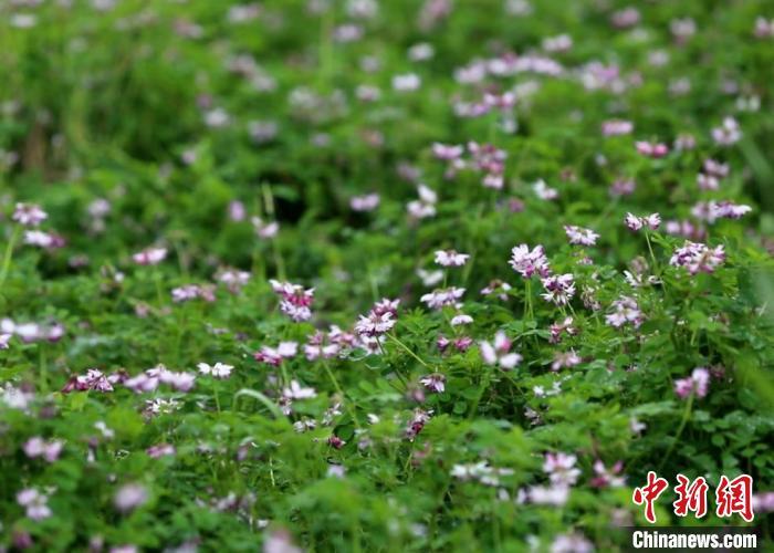 双季稻种植技术_种植技术双季稻是什么_种植技术双季稻的优点