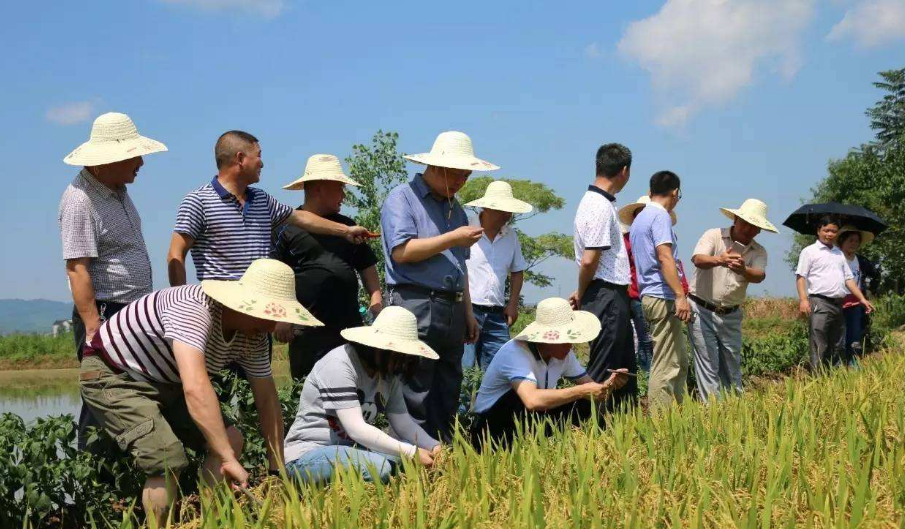 种植技术双季稻的优点_种植技术双季稻的优缺点_双季稻种植技术