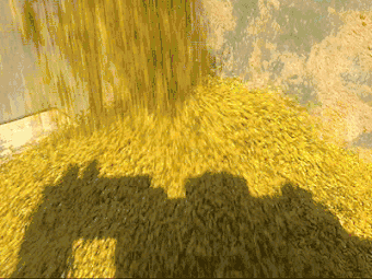 双季稻种植技术_种植技术双季稻的优点_种植技术双季稻的优缺点