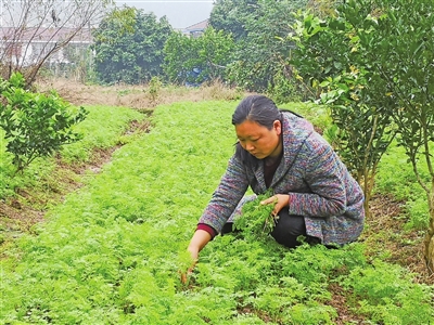 王琴羽：种菜种出致富路