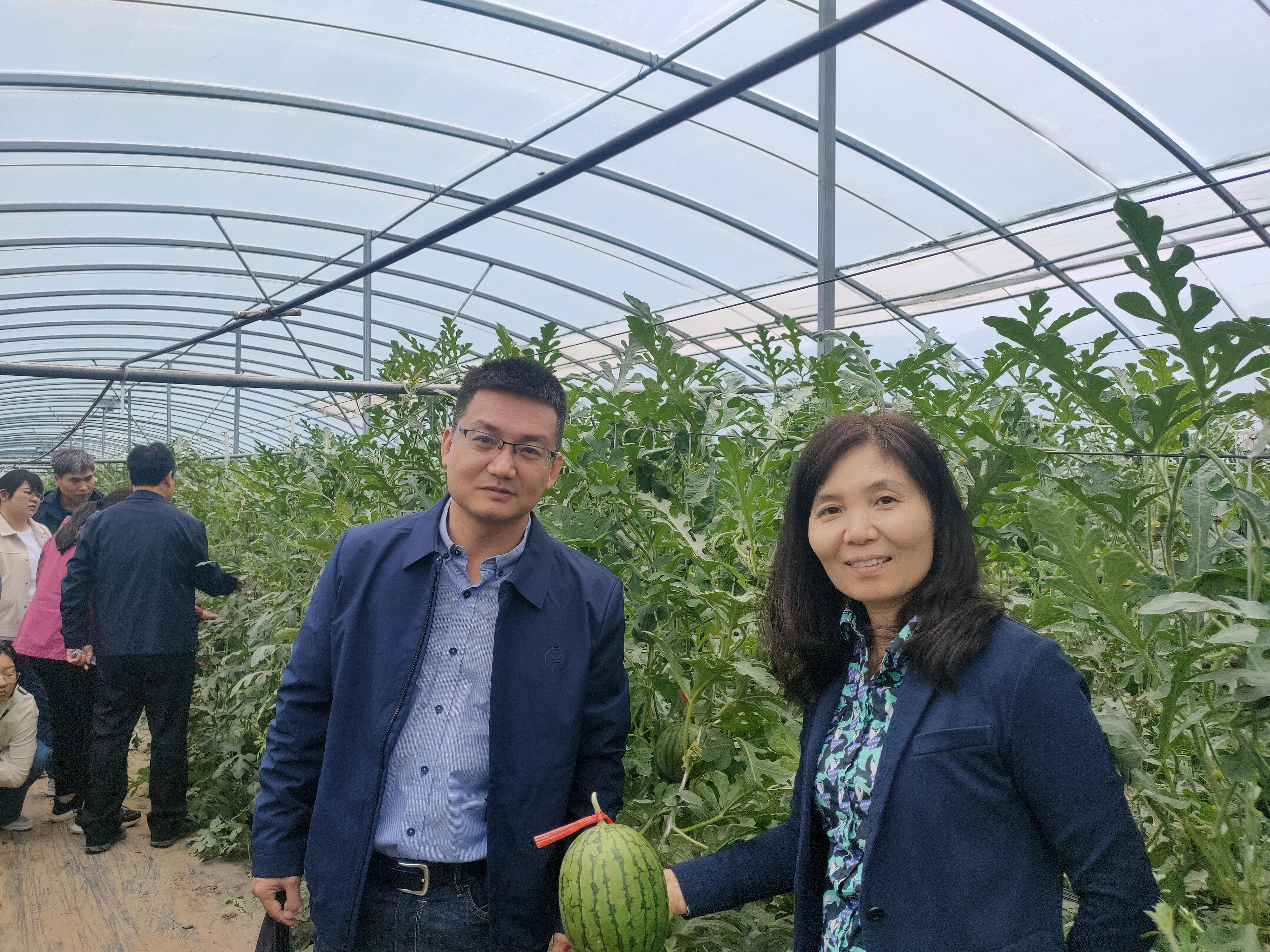 西瓜种植铺就致富路_西瓜种植致富经_农业种植致富项目西瓜