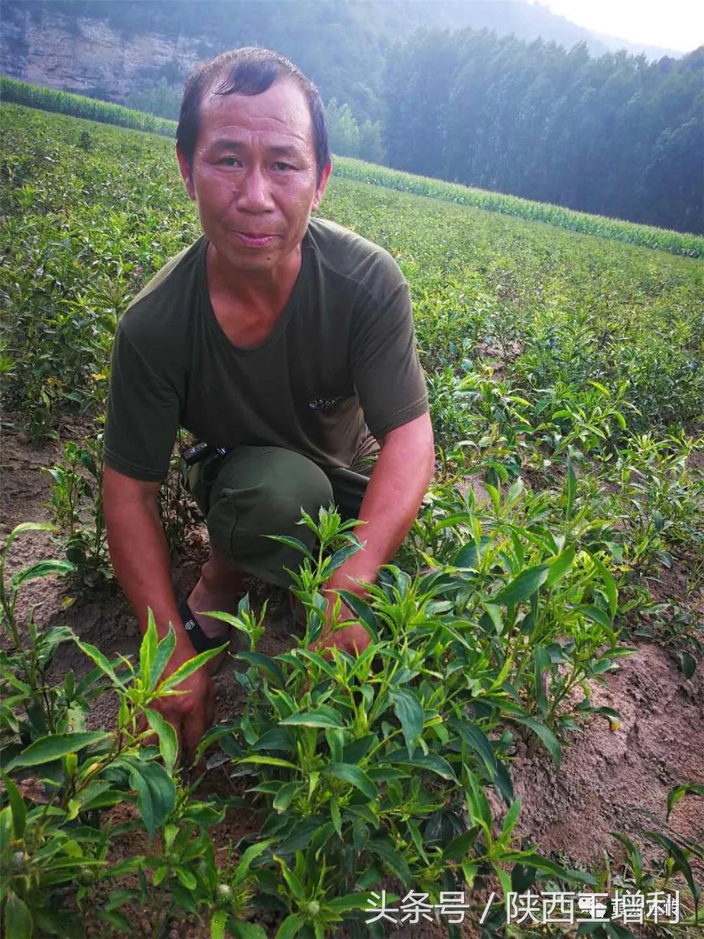 中药材承载着他的致富梦