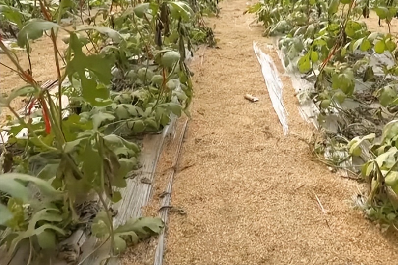 农业种植致富项目西瓜_西瓜种植铺就致富路_西瓜种植致富经