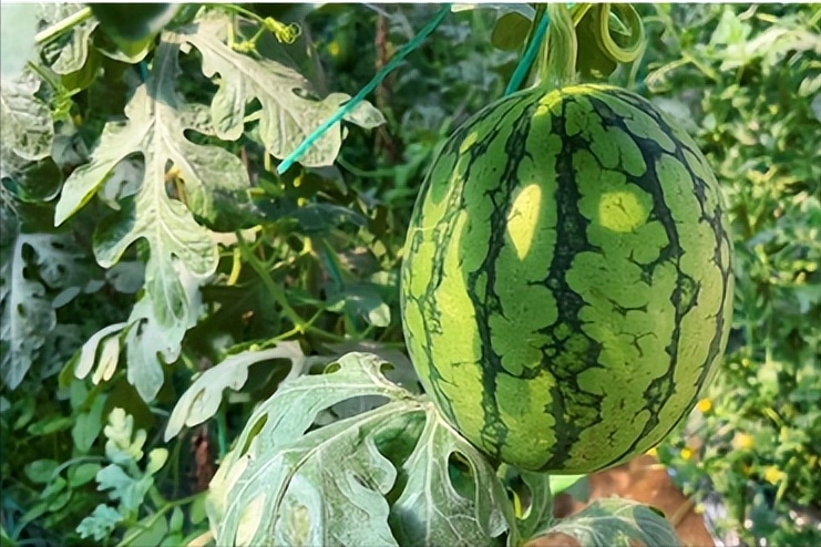 西瓜种植致富经_西瓜种植铺就致富路_农业种植致富项目西瓜