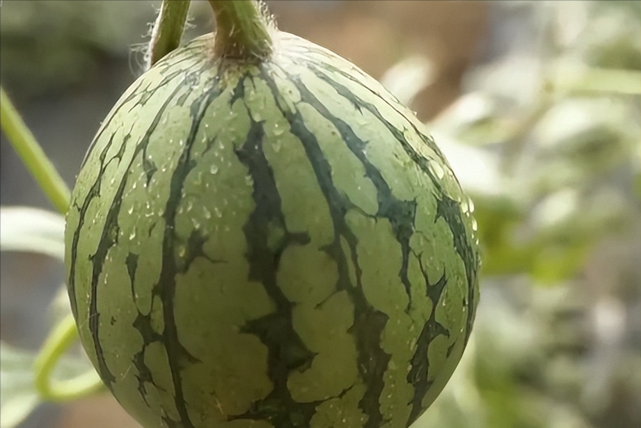 西瓜种植铺就致富路_西瓜种植致富经_农业种植致富项目西瓜