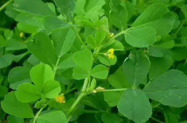 西瓜种植铺就致富路_西瓜种植致富经_农业种植致富项目西瓜