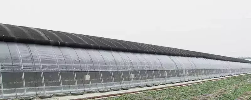 西瓜种植致富经_农业种植致富项目西瓜_西瓜种植铺就致富路
