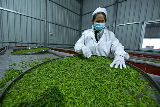 致富经刺嫩芽怎么栽培_刺嫩芽养殖_种植刺嫩芽收益怎么样