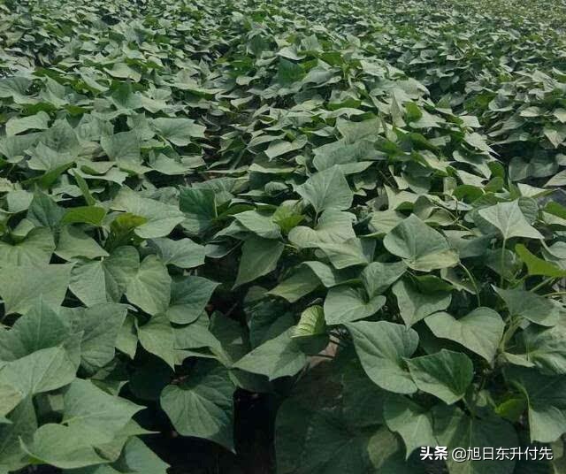 红薯茎叶病害防治技术_致富经种植红薯茎叶_红薯块茎种植