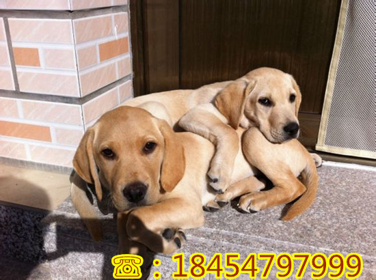 好用的致富经小黑背犬养殖视频