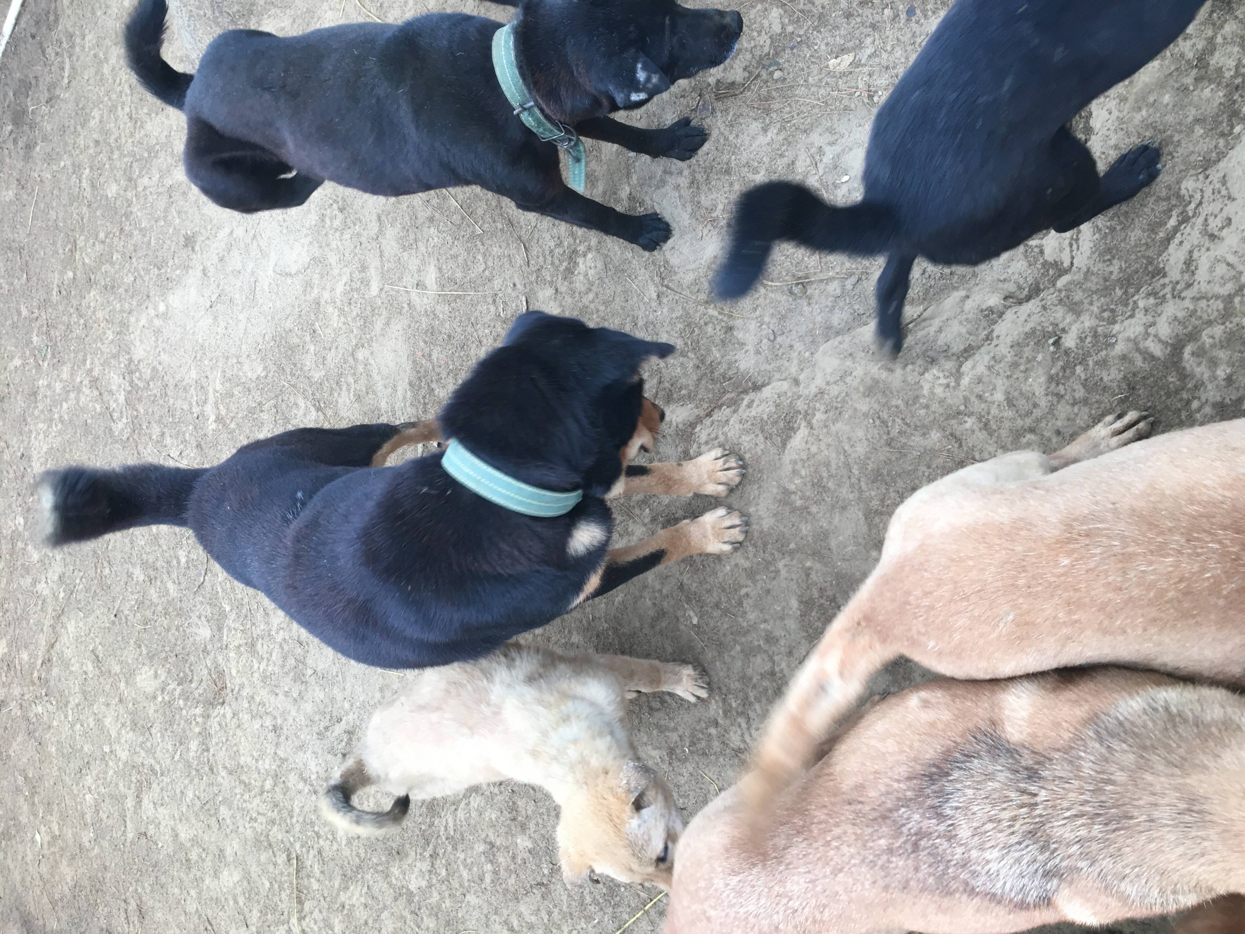 肉狗笼养养殖笼尺寸_笼养肉狗养殖技术_肉狗养殖笼子照片