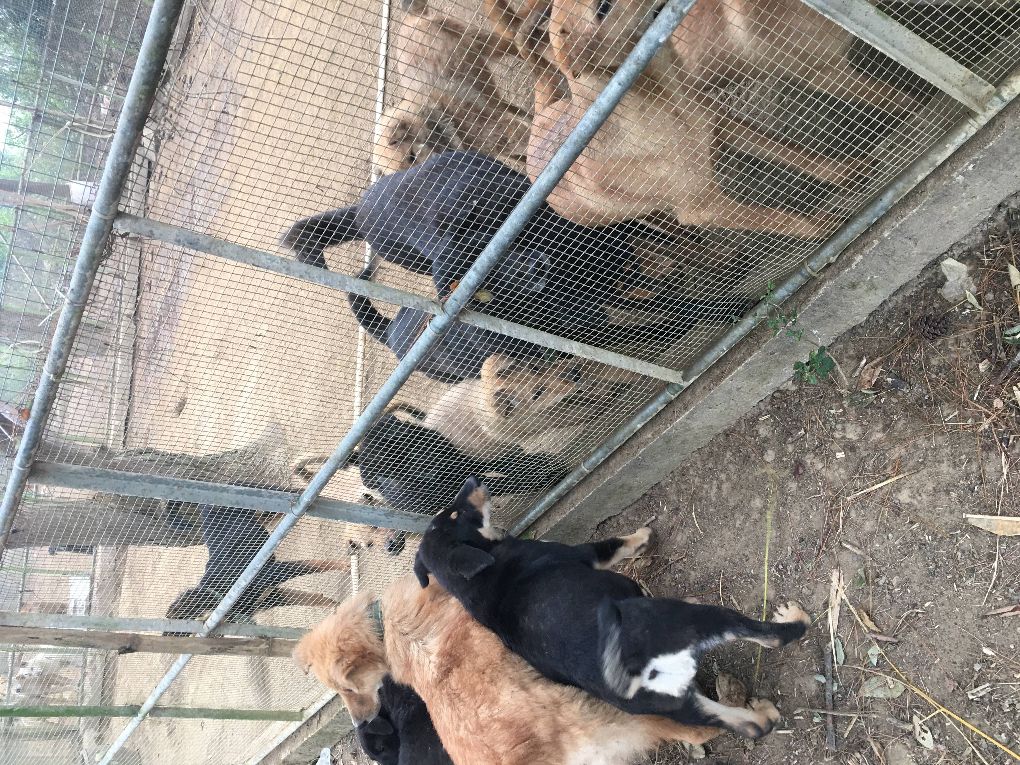 笼养肉狗养殖技术_肉狗养殖笼子照片_肉狗笼养养殖笼尺寸