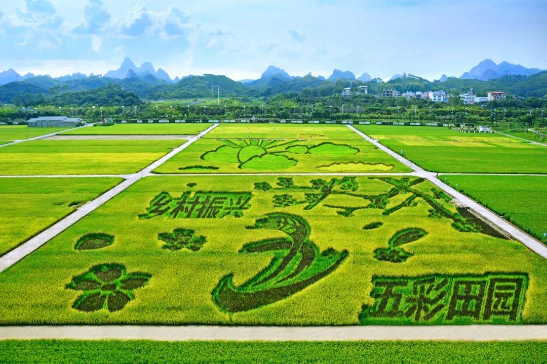 稻草致富_种植彩稻的成本与利润_种植彩稻致富