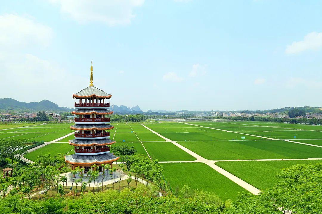 种植彩稻的成本与利润_种植彩稻致富_稻草致富