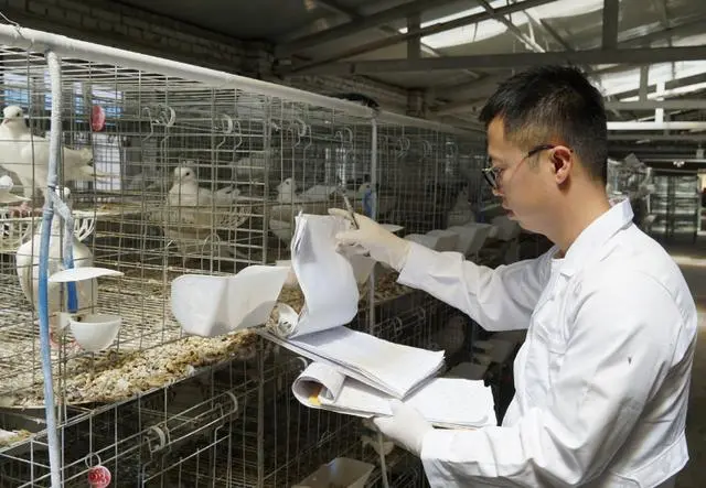 “能人”回乡打造群众增收致富新引擎
