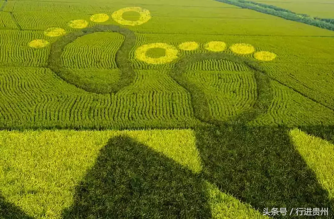 水稻致富那人叫啥名_种植彩稻致富_致富经种植水稻视频