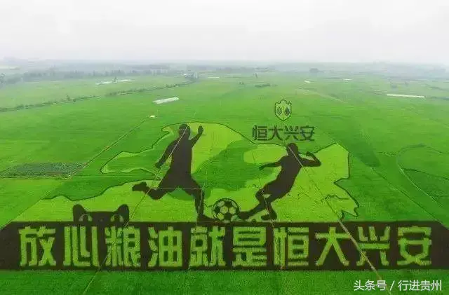 水稻致富那人叫啥名_致富经种植水稻视频_种植彩稻致富