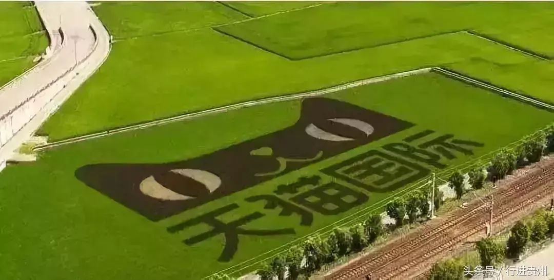 水稻致富那人叫啥名_致富经种植水稻视频_种植彩稻致富