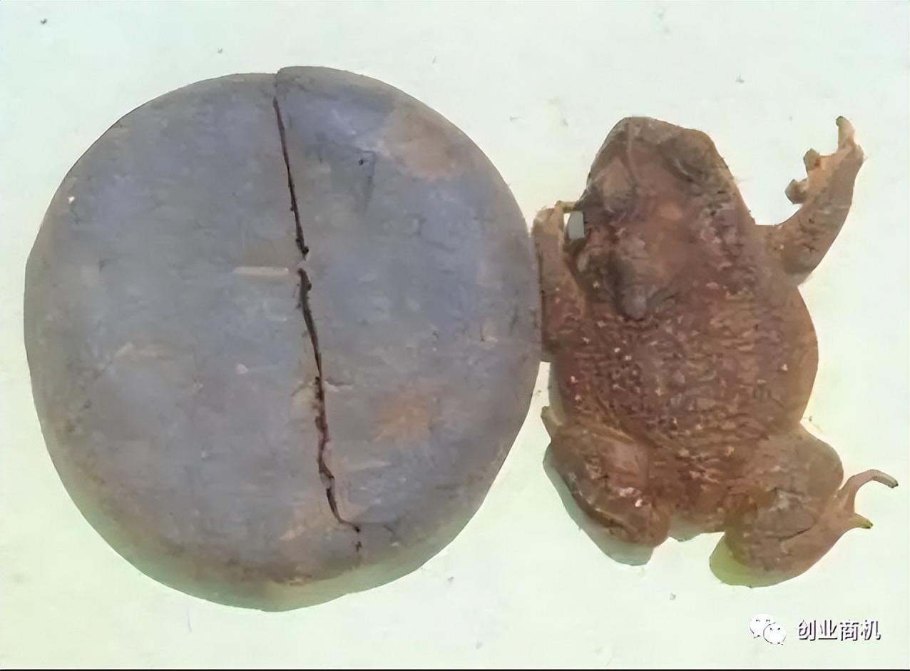 致富经蟾蜍的养殖技术_致富经蟾蜍的养殖技术_致富经蟾蜍的养殖技术