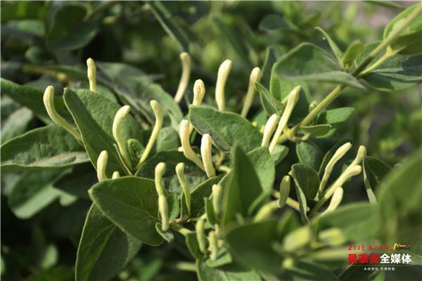 李健中水果公司_孝感农业致富种植各种水果网_李健中水果致富经