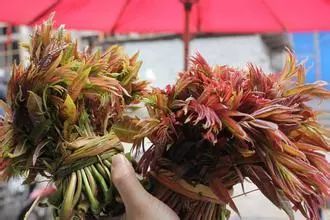 香椿树赚钱吗_致富经种植香椿_致富经如何靠香椿树