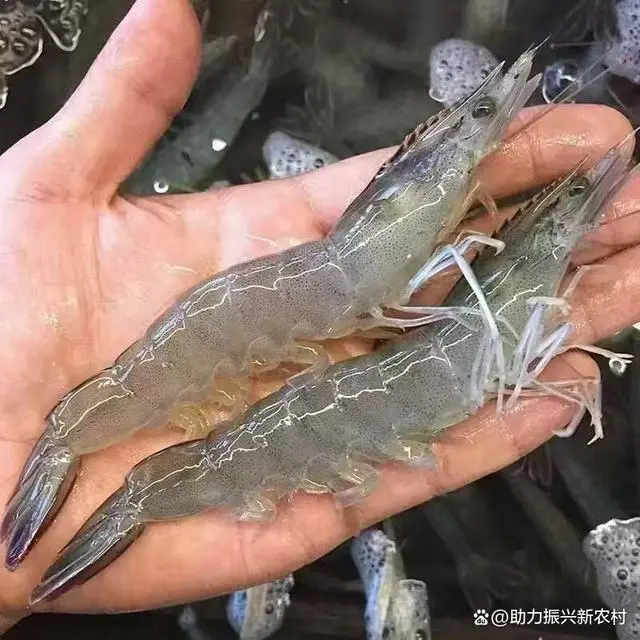 鼎瑞农业：南美白对虾养殖技术全解析