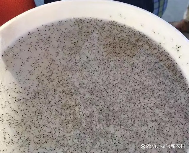 对虾养殖技术大全一书_对虾养殖技术高手论坛_论坛养殖高手对虾技术要求高吗
