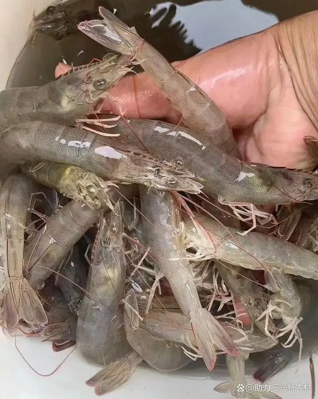 对虾养殖技术大全一书_论坛养殖高手对虾技术要求高吗_对虾养殖技术高手论坛