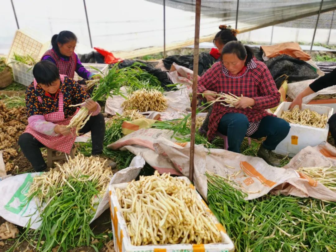 致富生姜种植技术视频_生姜种植致富吗_致富生姜种植视频