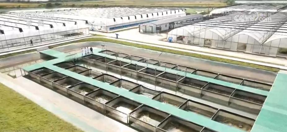 合肥养殖青鱼技术指导_合肥养殖青鱼技术培训_合肥青鱼养殖技术