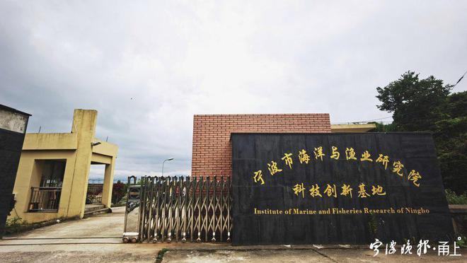 深水养殖黄鱼网箱_养殖黄鱼网箱技术大全视频_网箱大黄鱼养殖技术