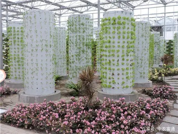 致富经气雾培蔬菜_培植蔬菜_蔬菜气雾栽培技术