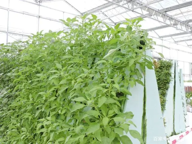 培植蔬菜_蔬菜气雾栽培技术_致富经气雾培蔬菜