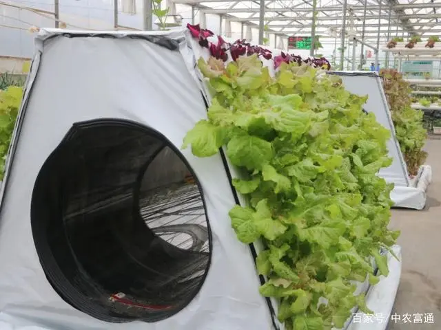 致富经气雾培蔬菜_培植蔬菜_蔬菜气雾栽培技术