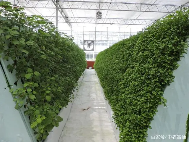 培植蔬菜_致富经气雾培蔬菜_蔬菜气雾栽培技术