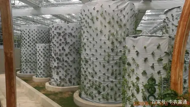 蔬菜气雾栽培技术_培植蔬菜_致富经气雾培蔬菜