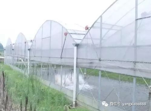 温室大棚养殖小龙虾，有什么技巧？